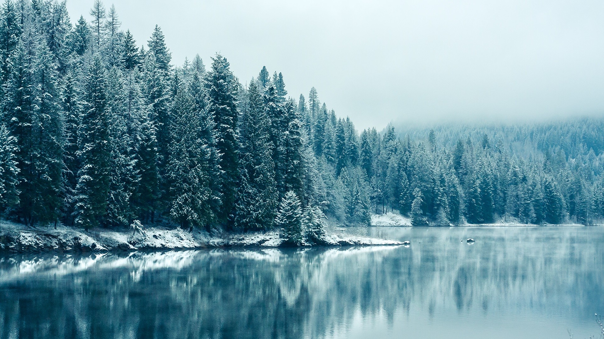 Snowy forest lake reflection