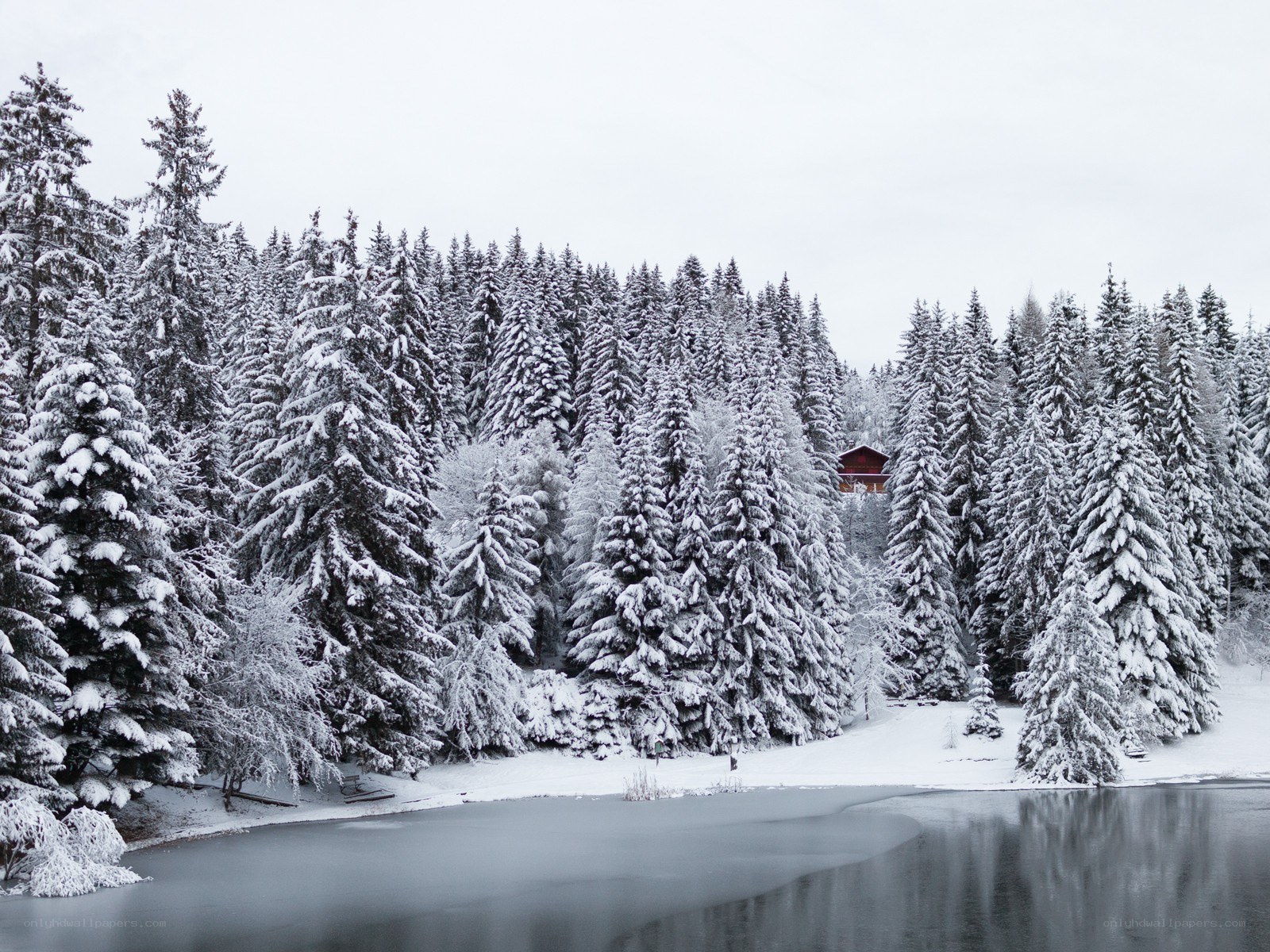 Snowy forest lake scene