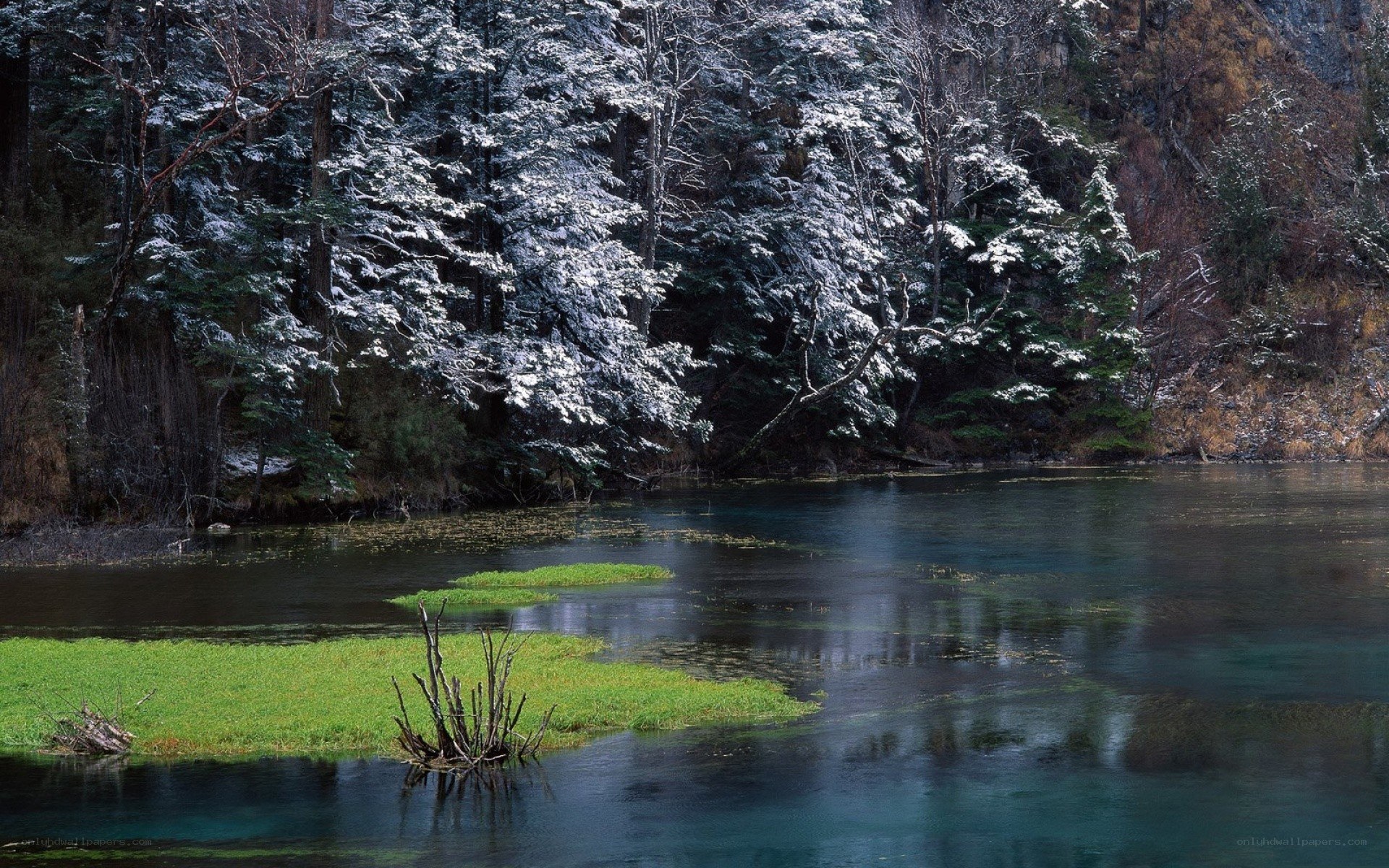 Snowy forest lake scene
