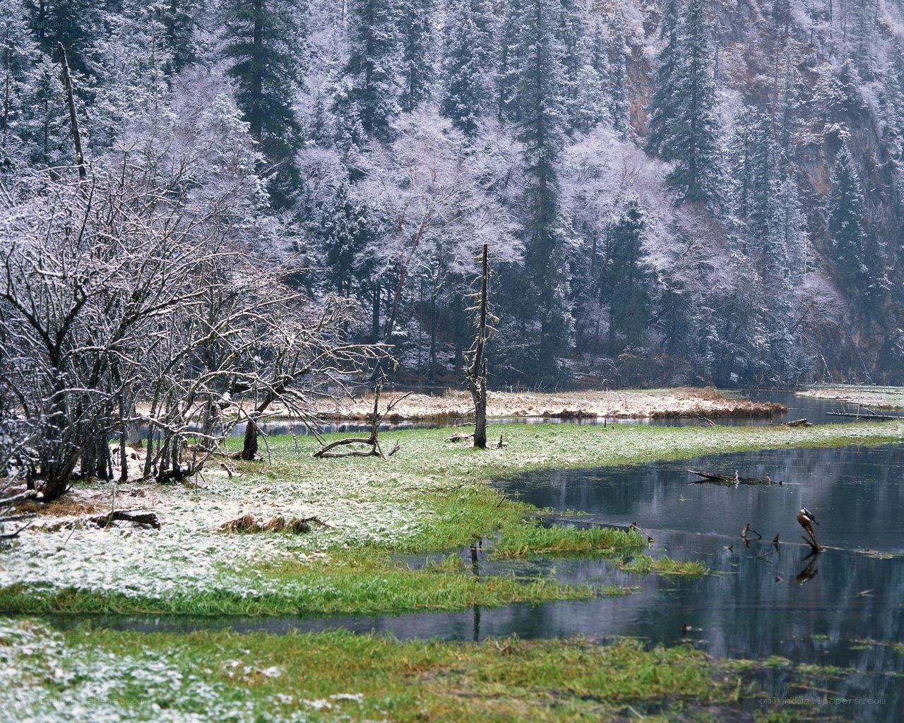 Snowy forest lake scene