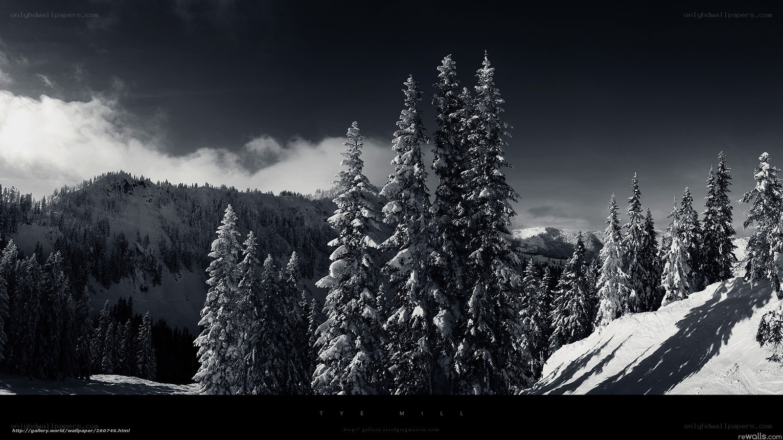 Snowy forest landscape