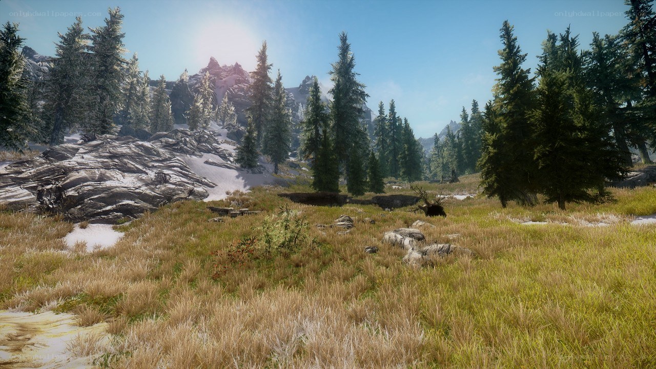 snowy forest landscape