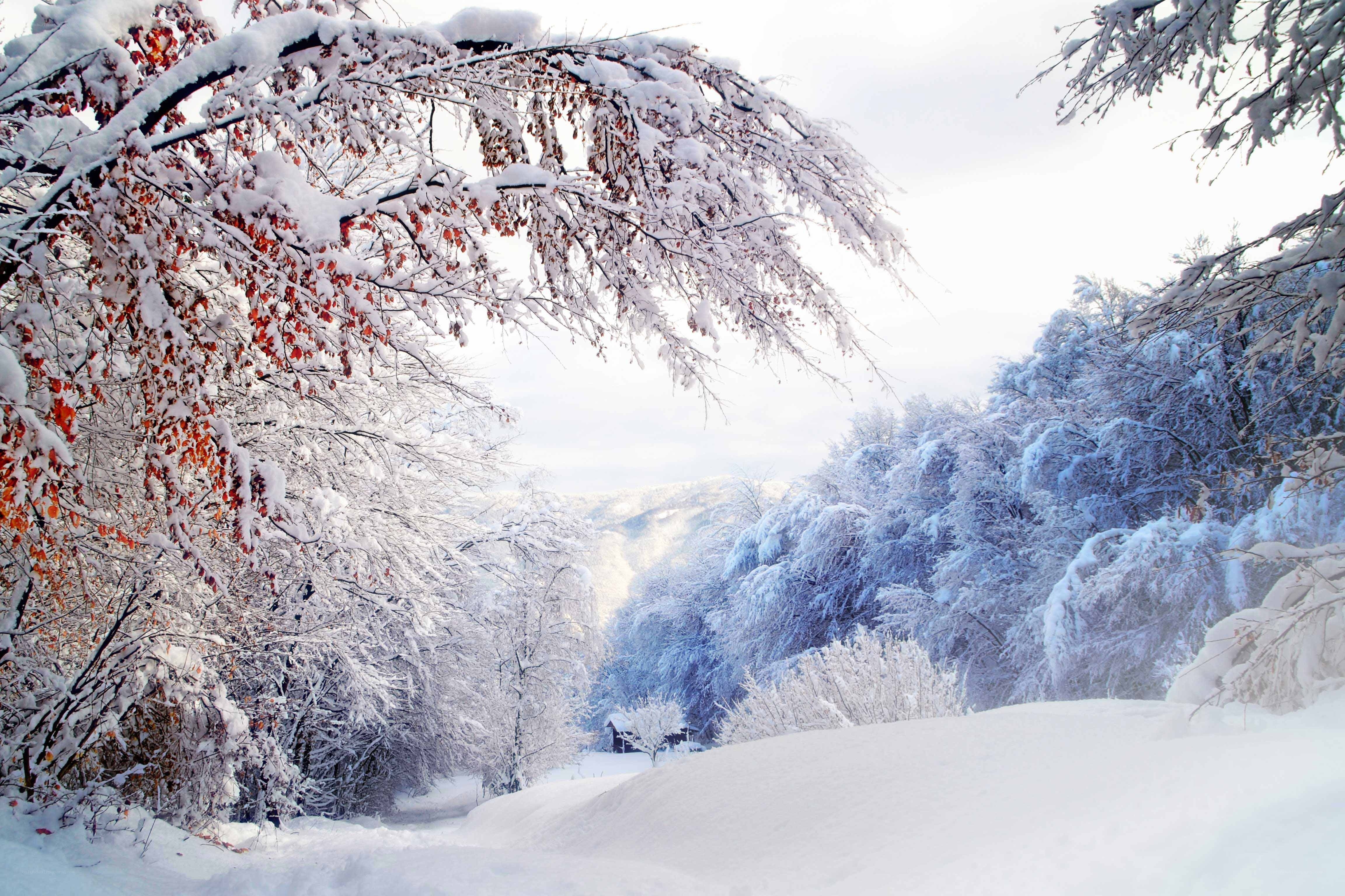 Snowy forest landscape