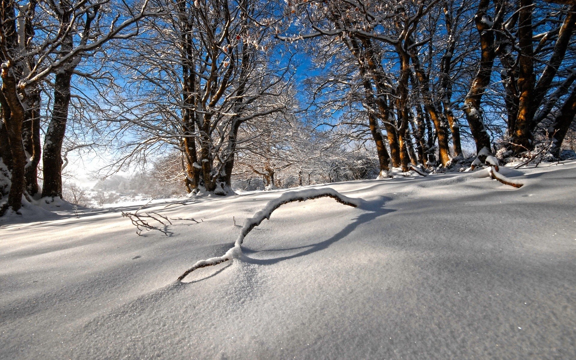 snowy forest landscape