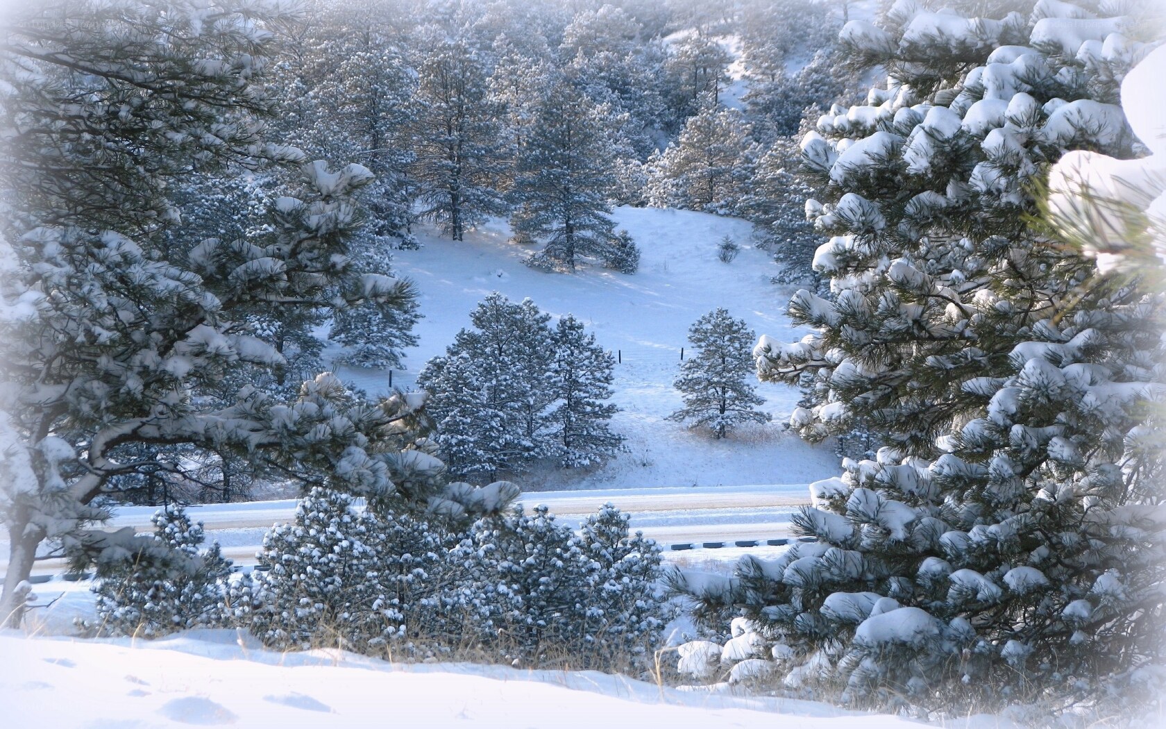 Snowy forest landscape