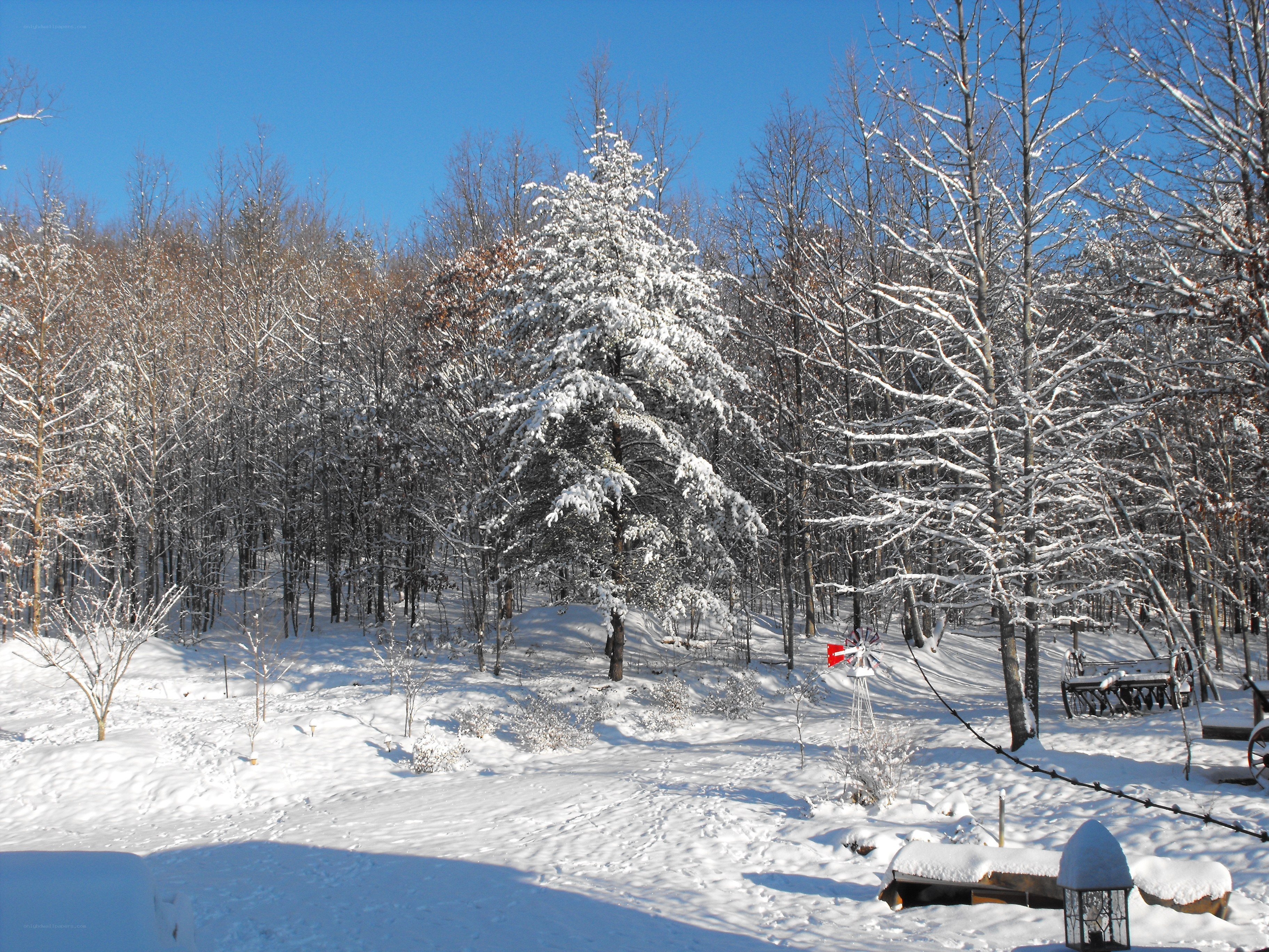 Snowy forest landscape