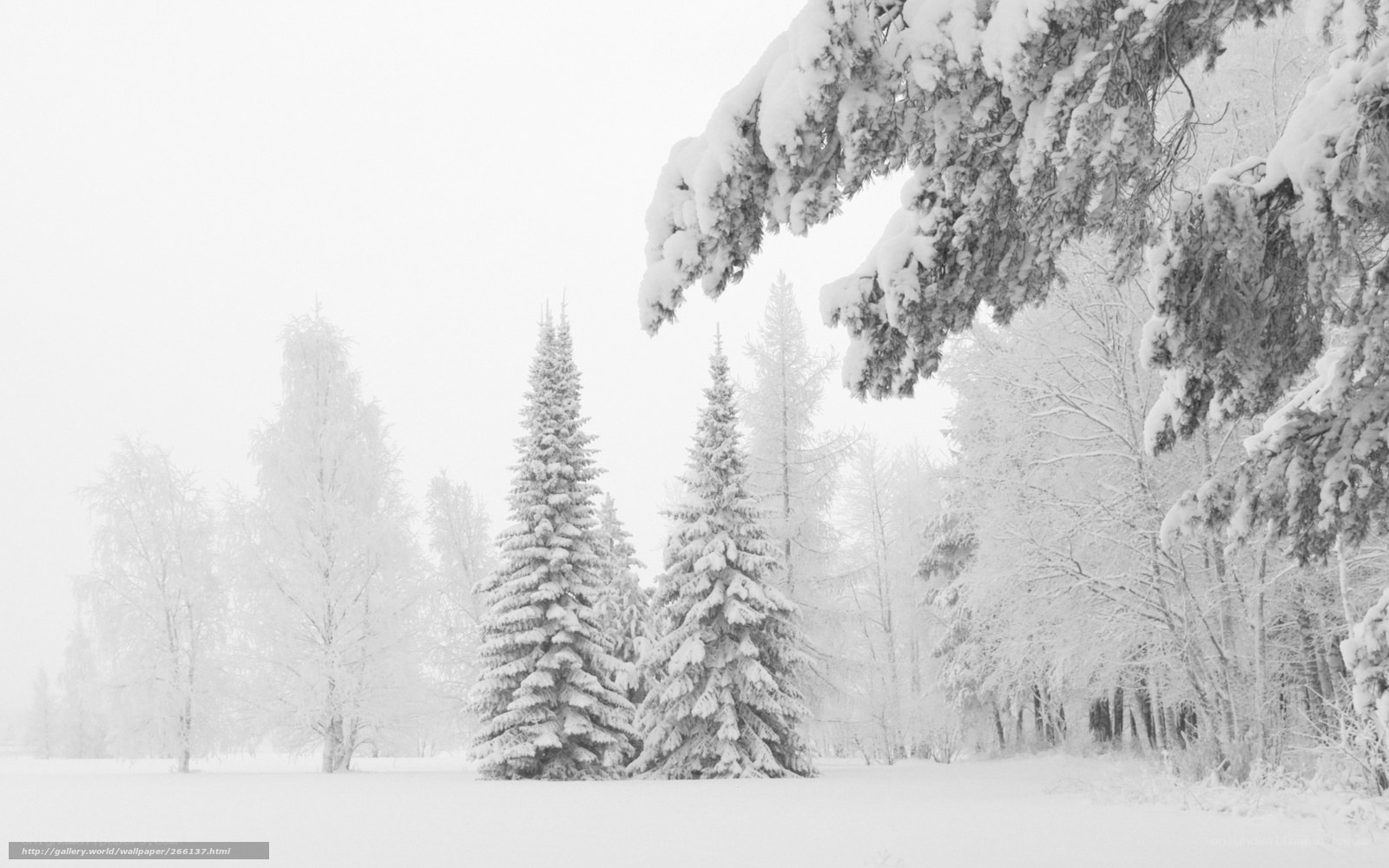 Snowy forest landscape