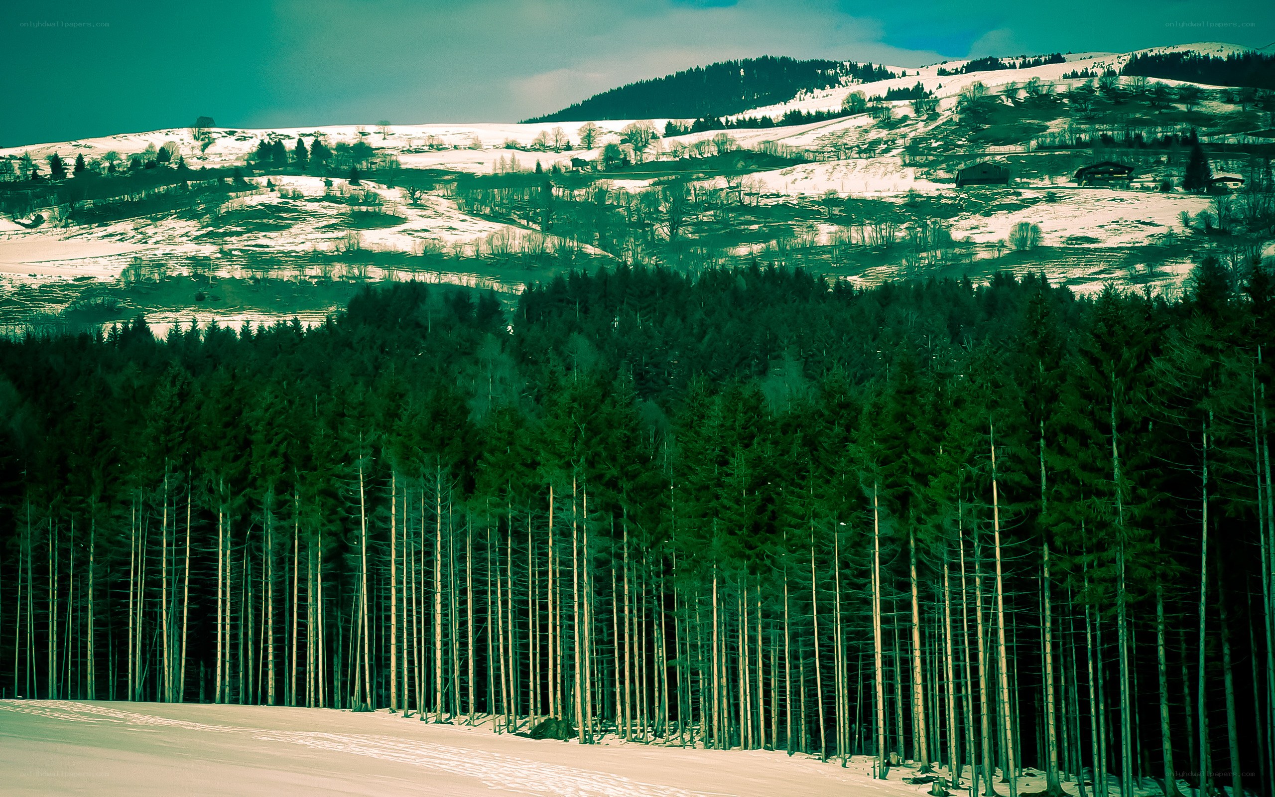 Snowy forest landscape