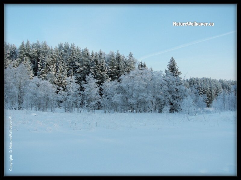 Snowy forest landscape