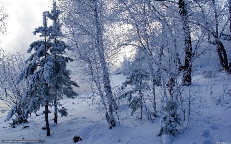 Snowy forest landscape