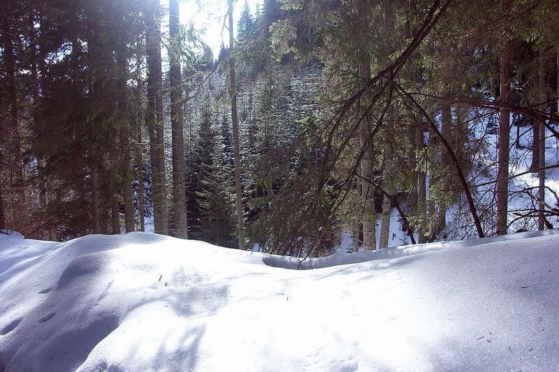 Snowy forest landscape