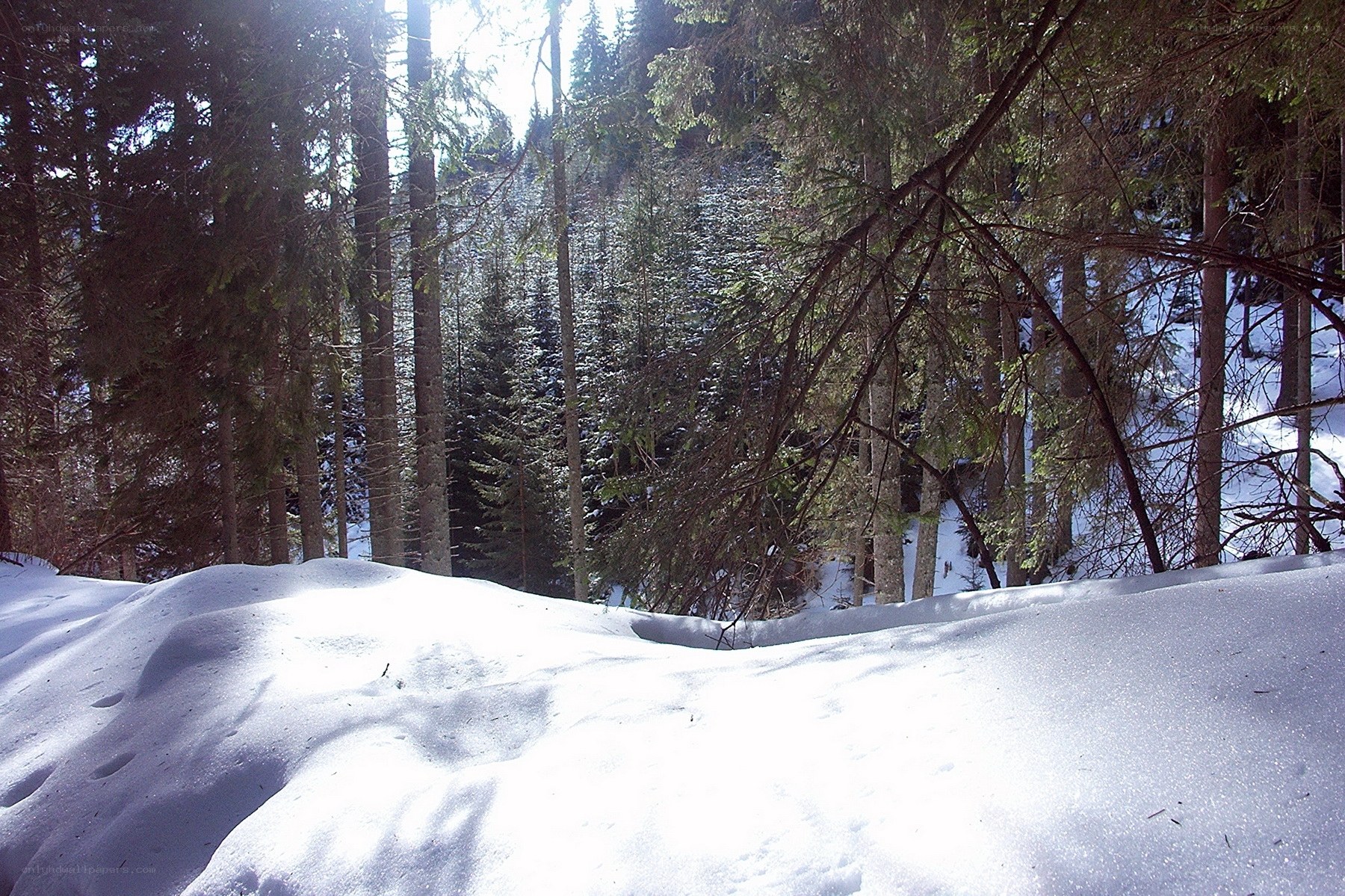 Snowy forest landscape