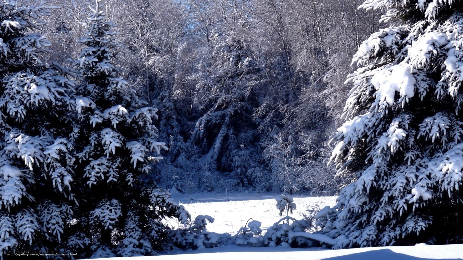 Snowy forest landscape