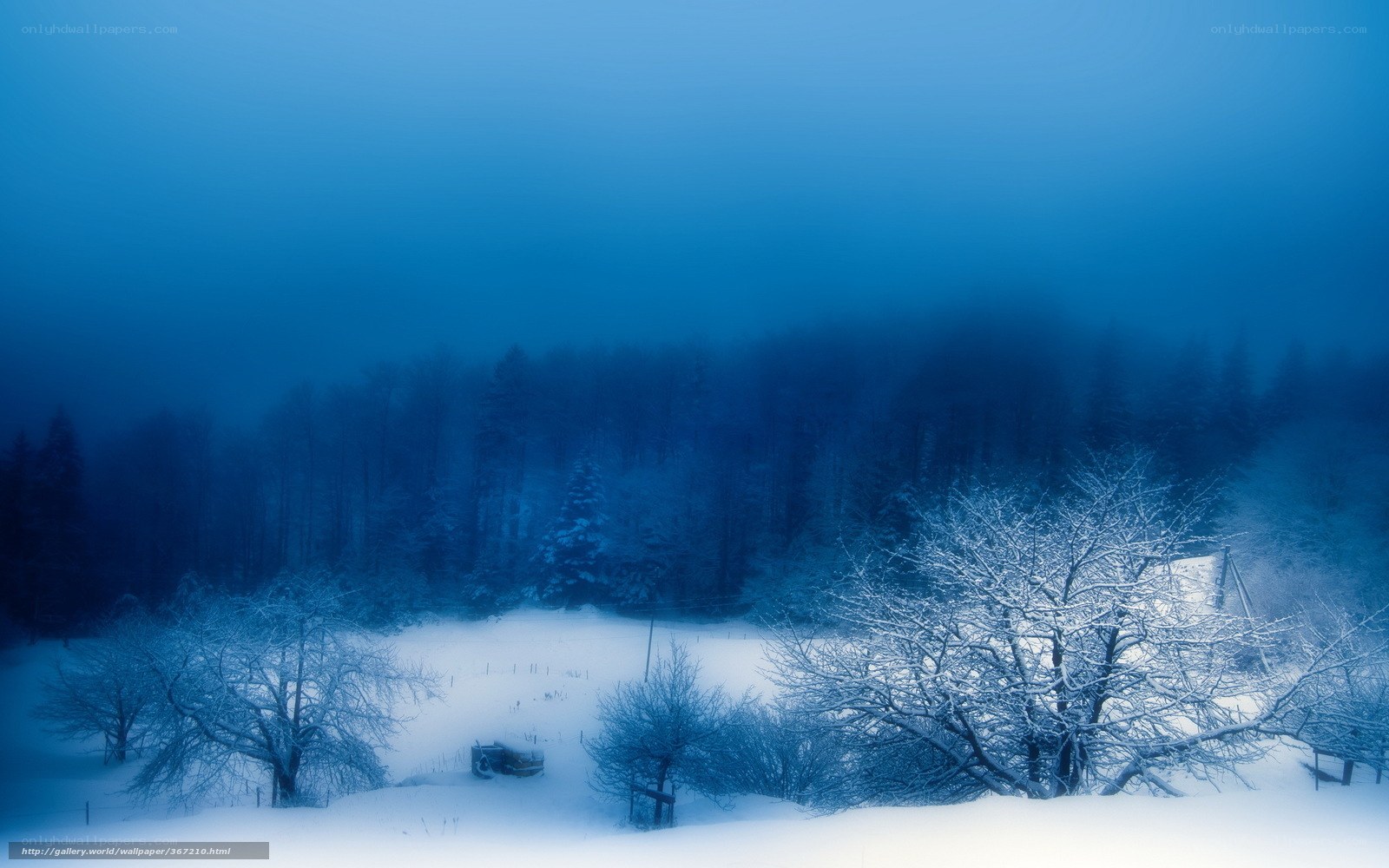 Snowy forest landscape
