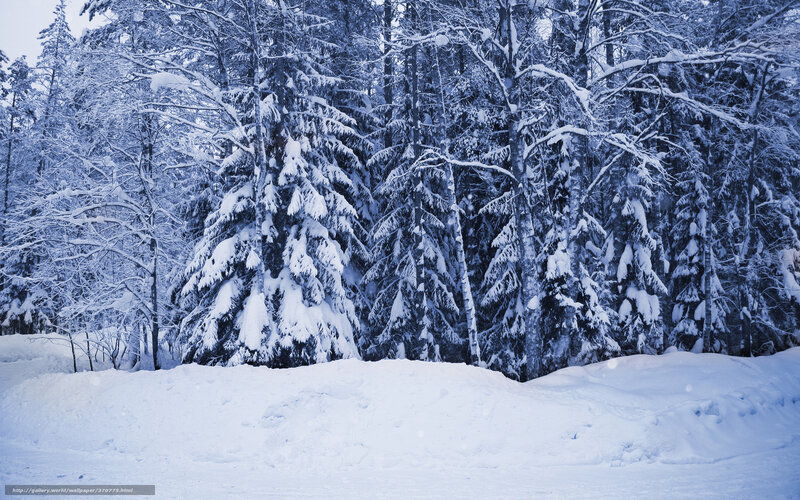 Snowy forest landscape