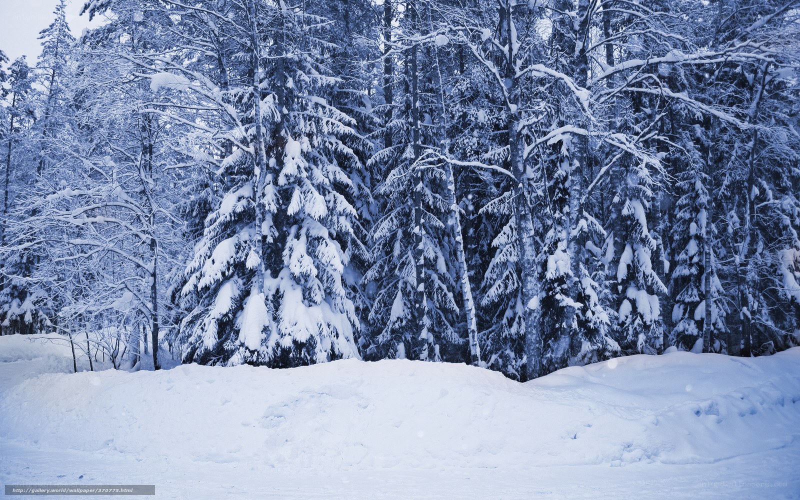 Snowy forest landscape