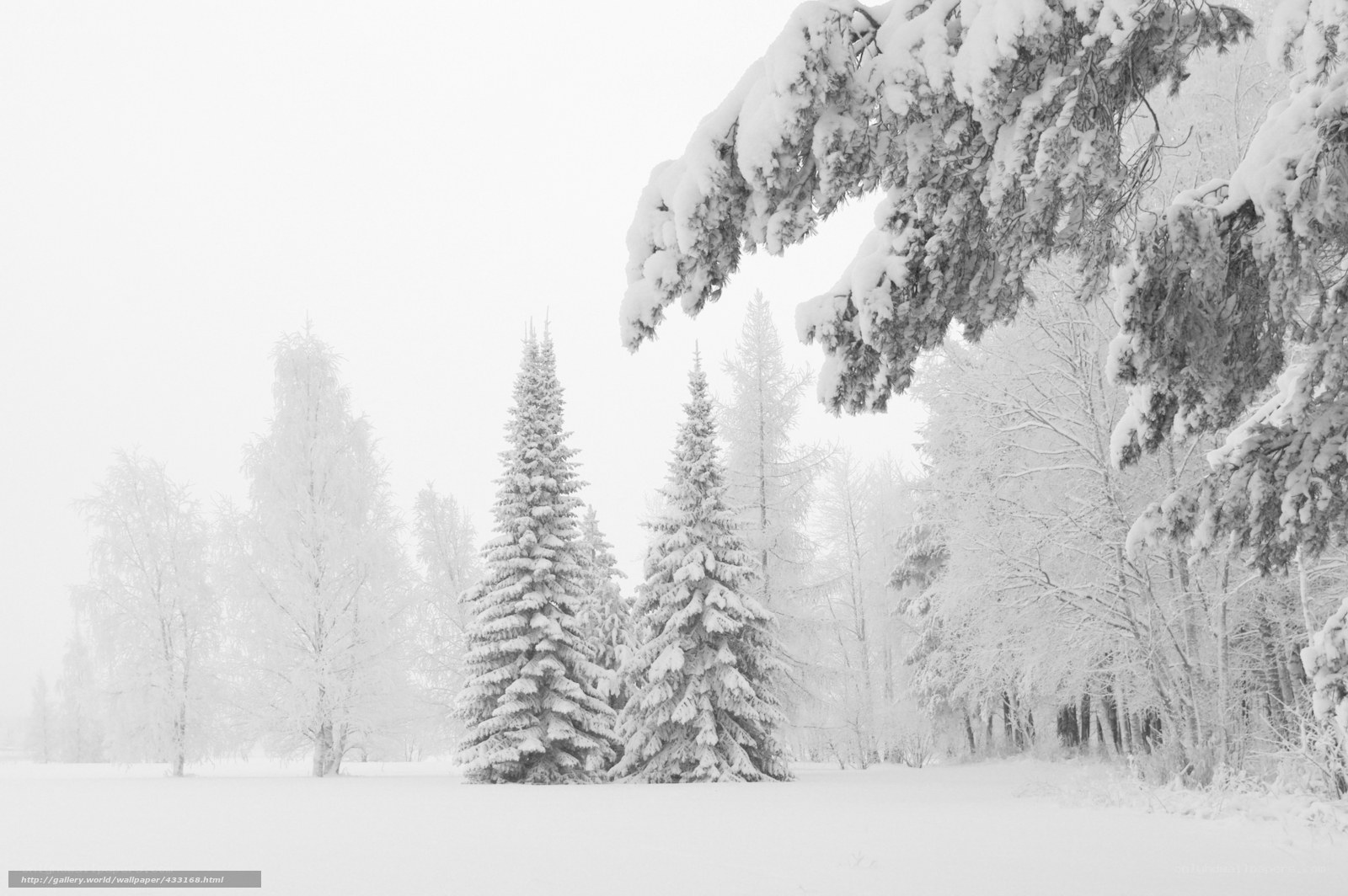 Snowy forest landscape