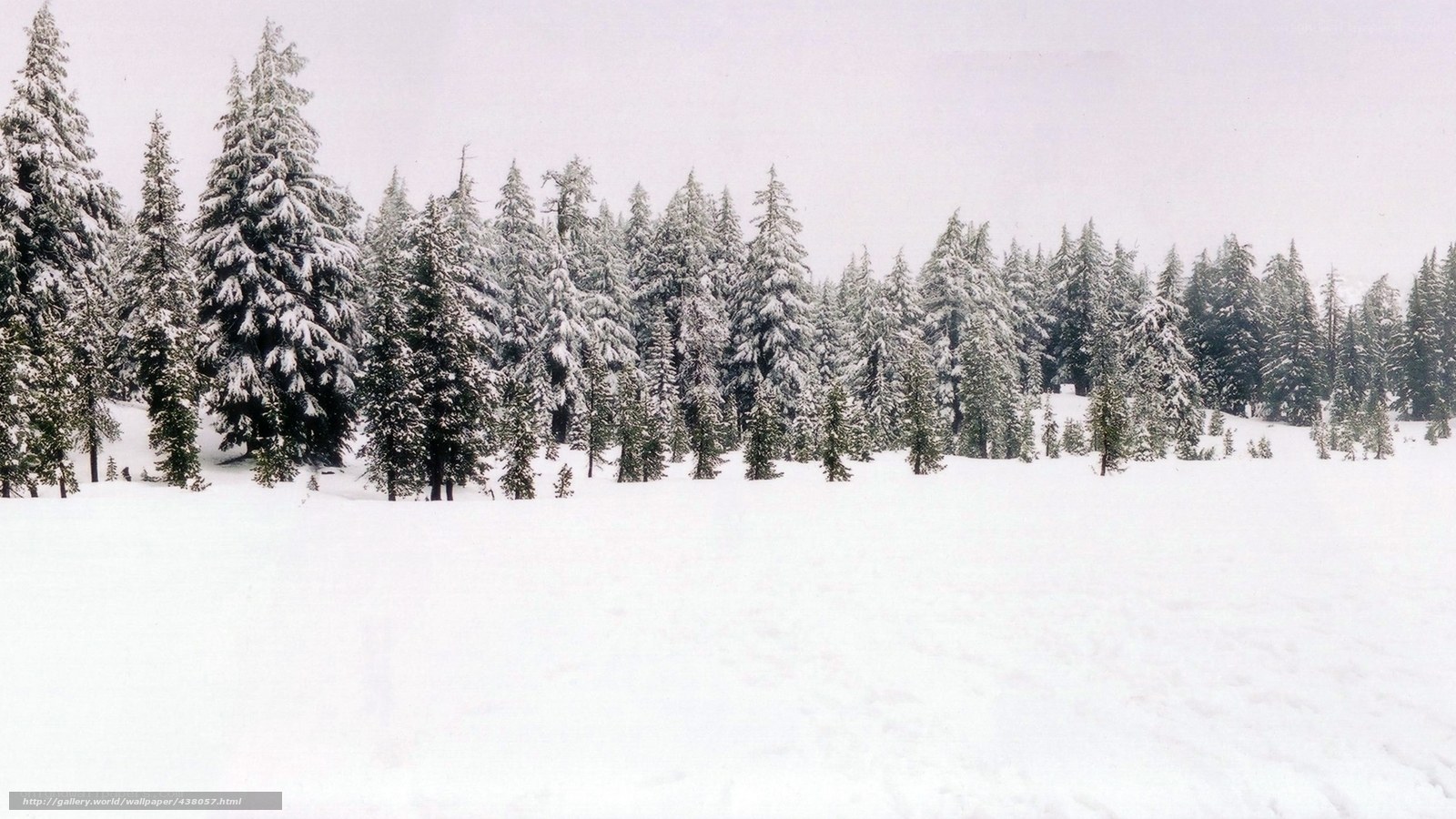 snowy forest landscape