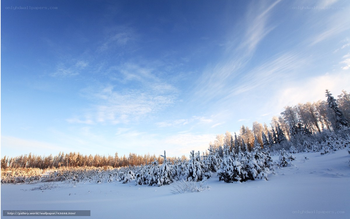 Snowy forest landscape