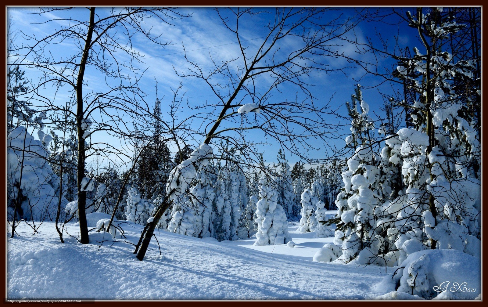 Snowy forest landscape