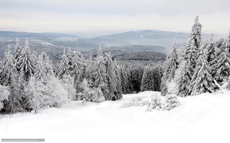 Snowy forest landscape
