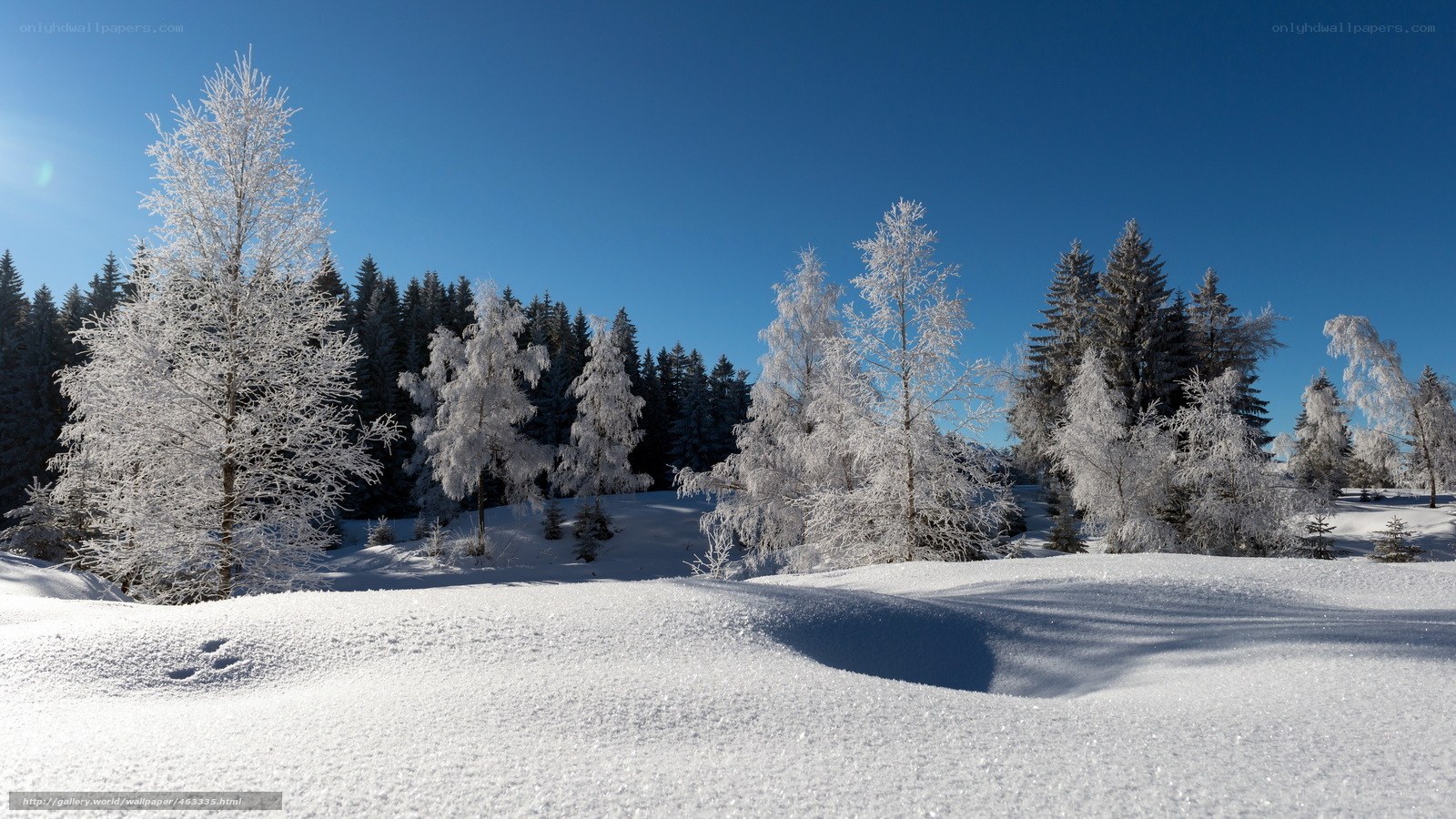Snowy forest landscape