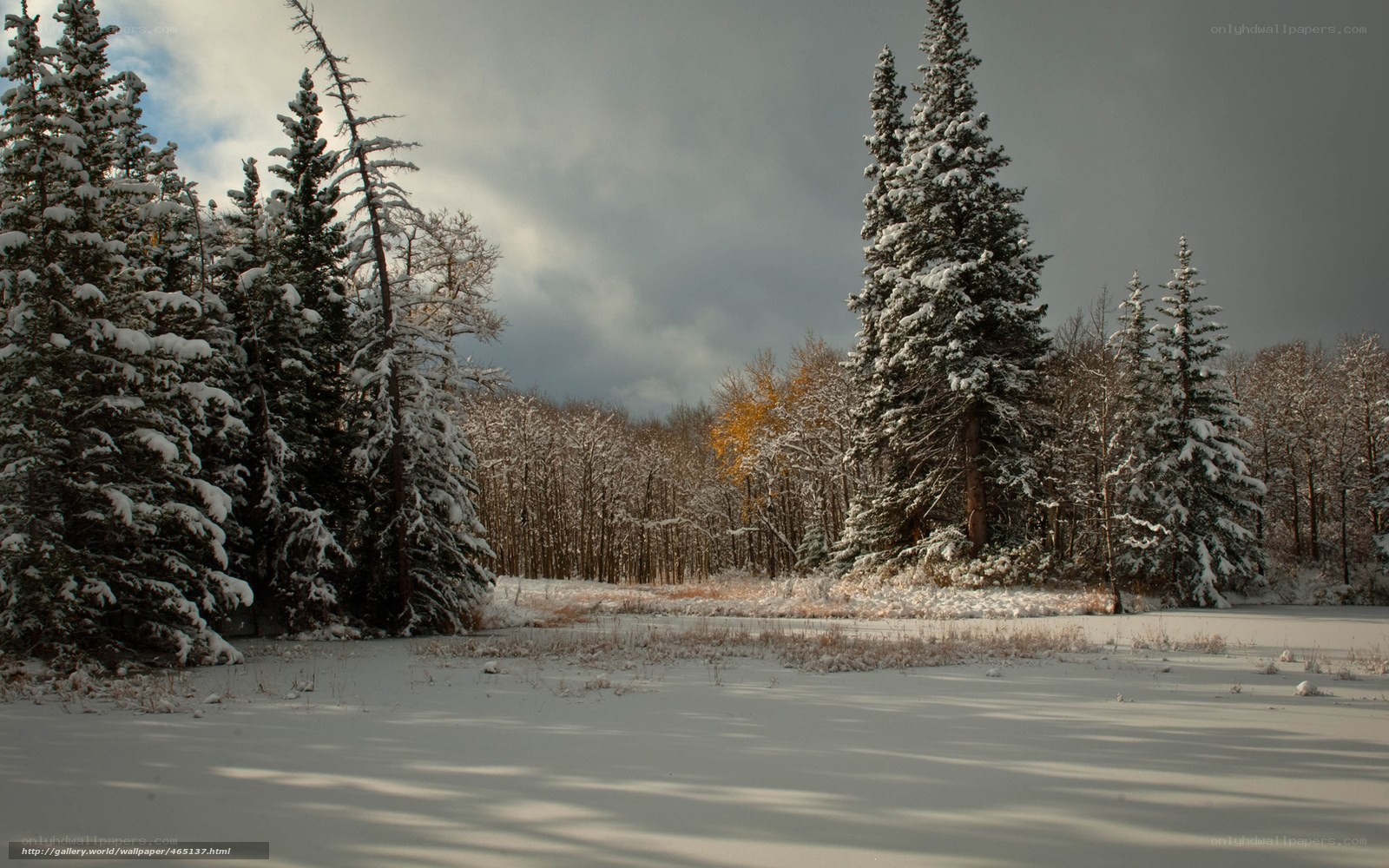 Snowy forest landscape