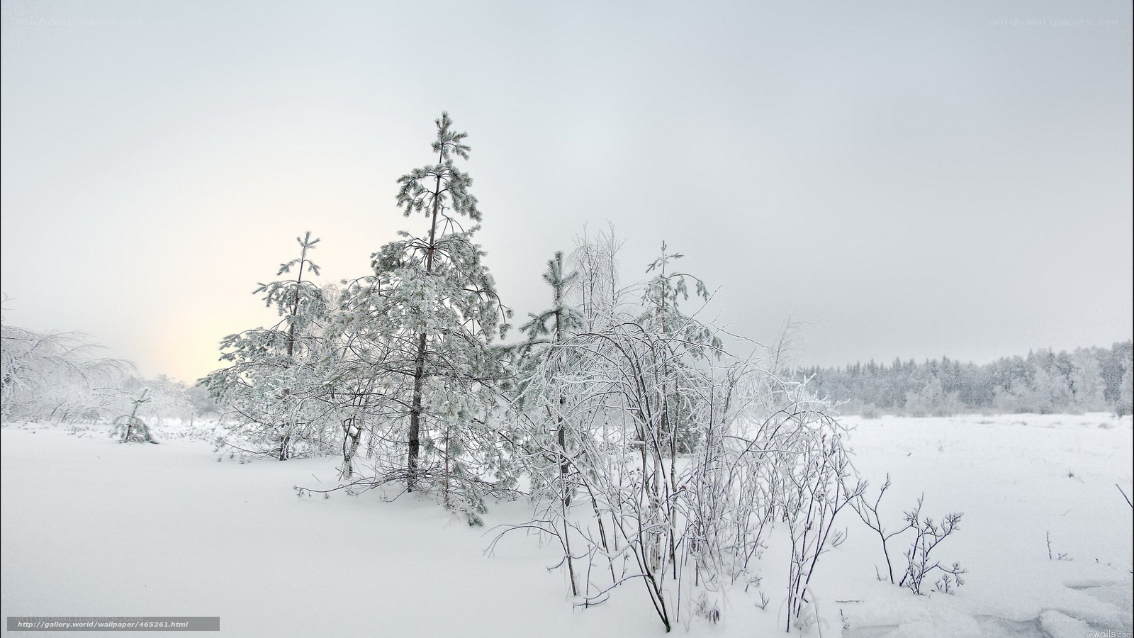 Snowy forest landscape
