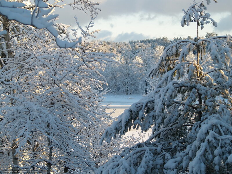 Snowy forest landscape