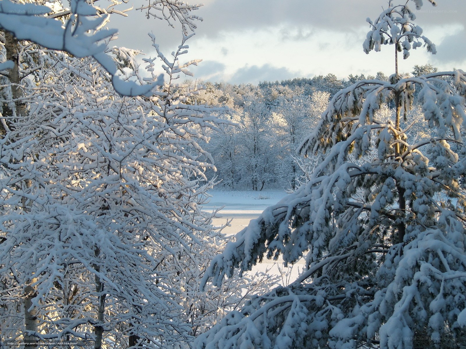 Snowy forest landscape