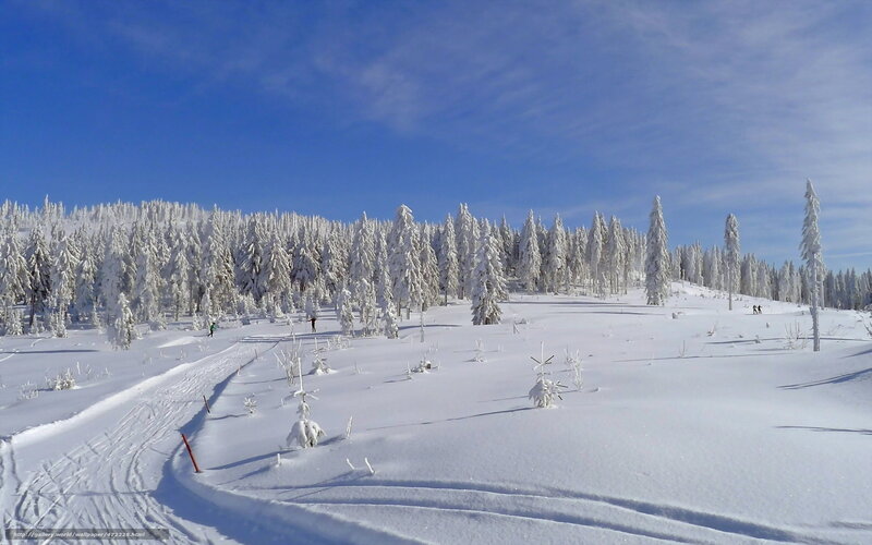 Snowy forest landscape