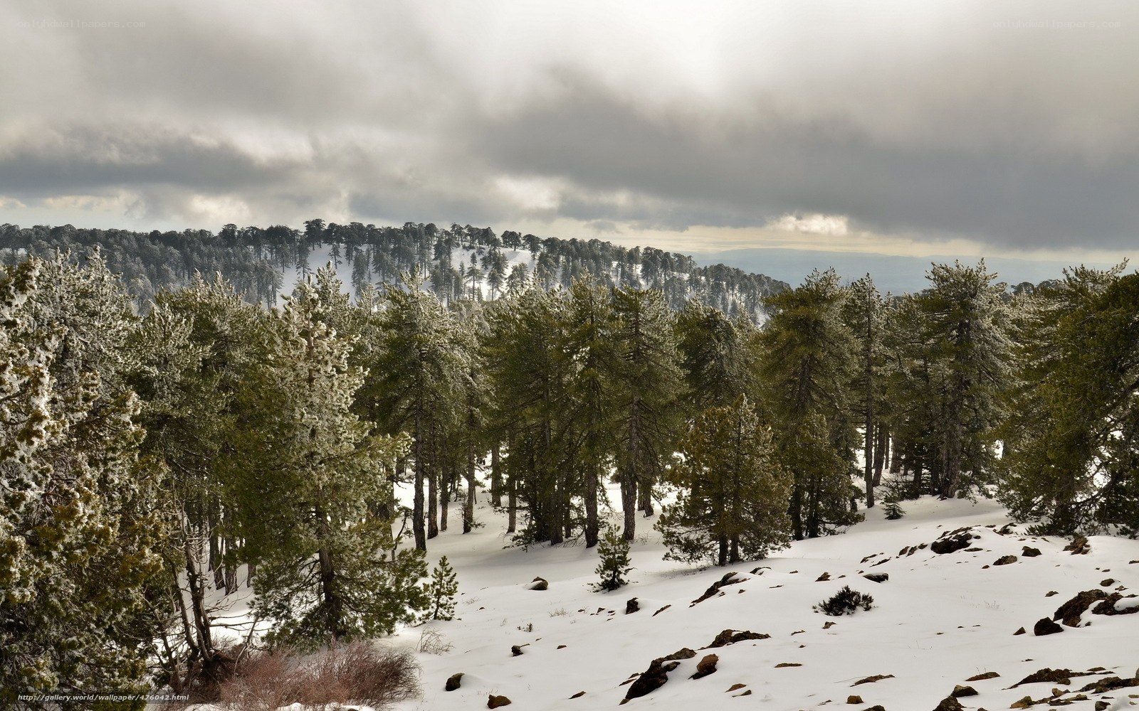 Snowy forest landscape