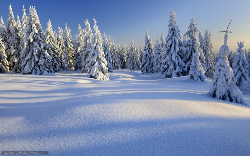 Snowy forest landscape
