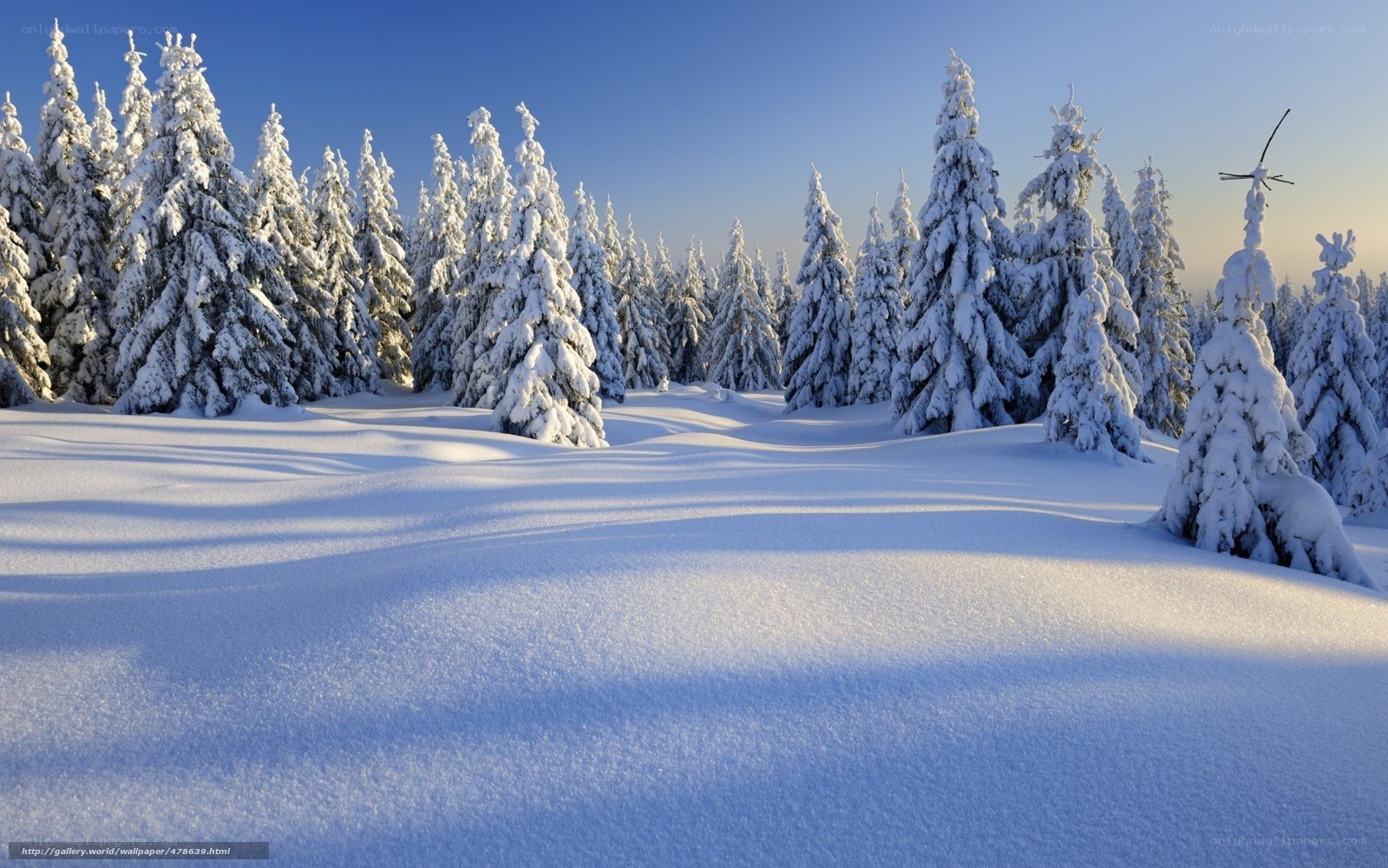 Snowy forest landscape