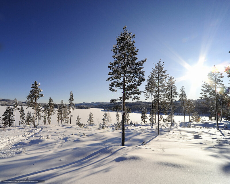 Snowy forest landscape