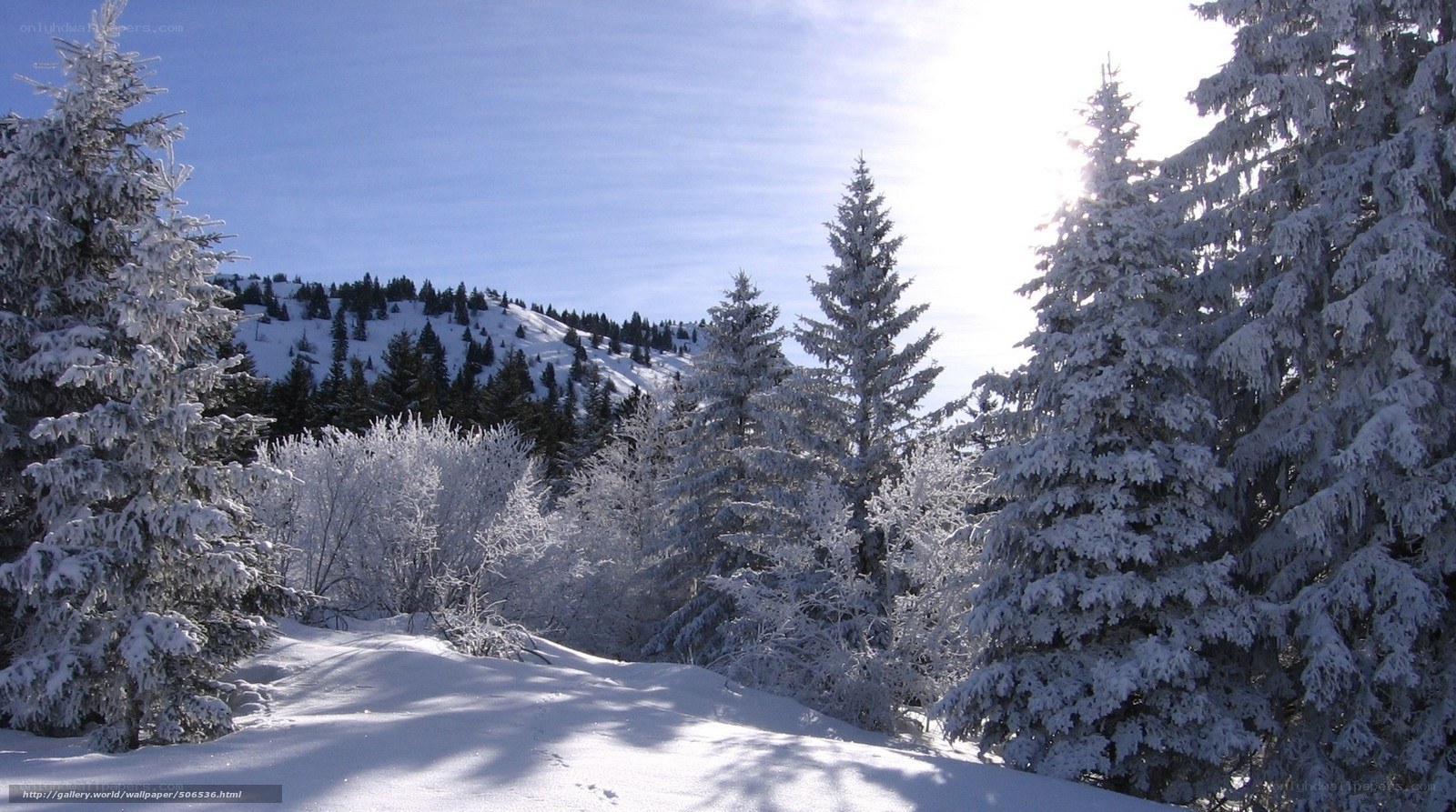 Snowy forest landscape