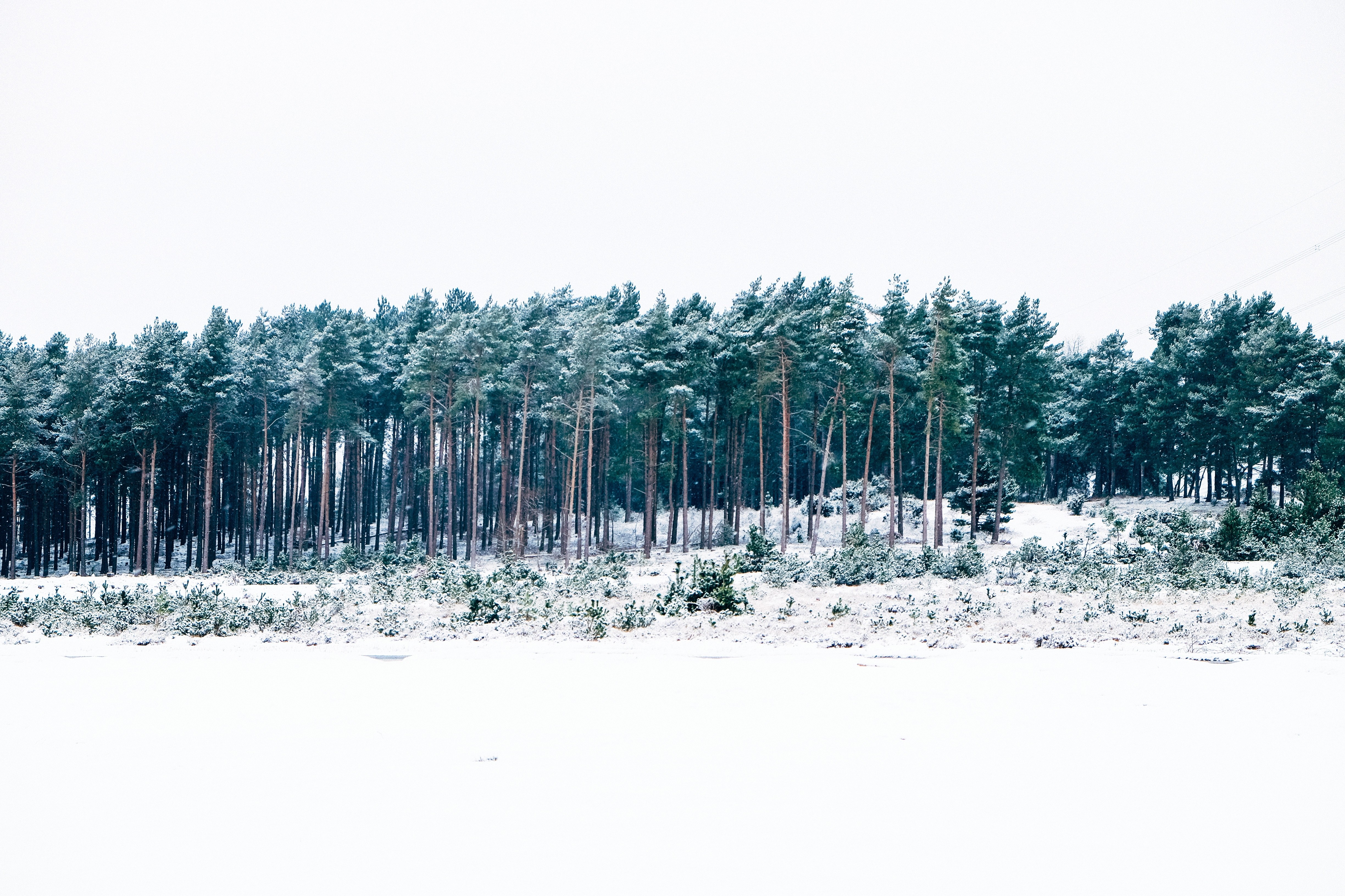 Snowy forest landscape