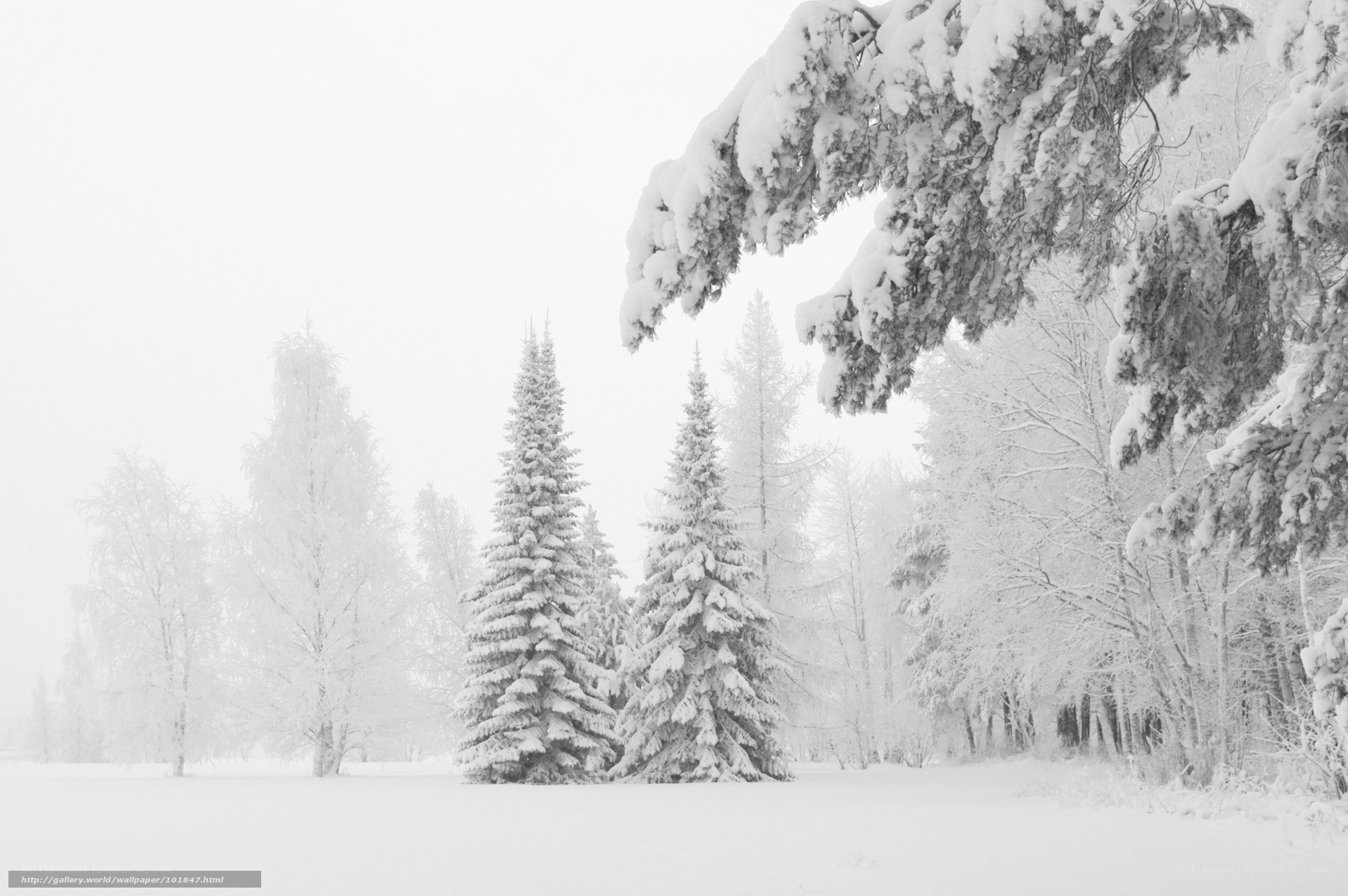 Snowy forest landscape