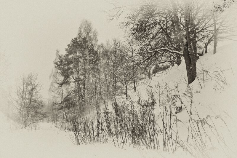 Snowy forest landscape