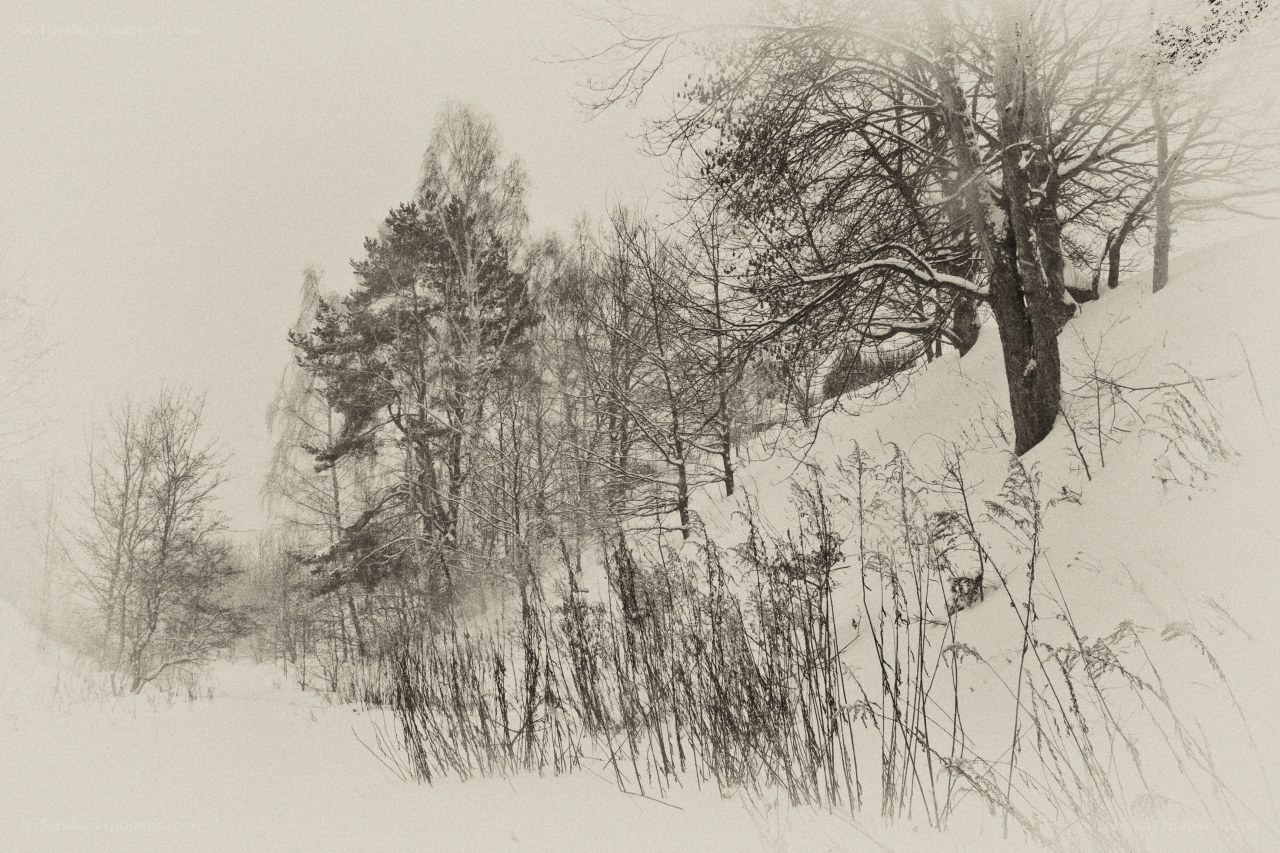 Snowy forest landscape