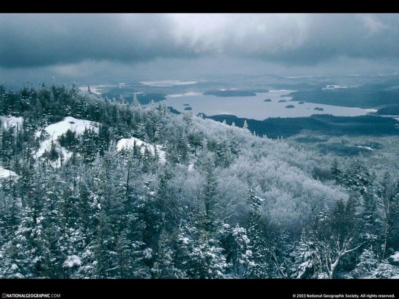 Snowy forest landscape