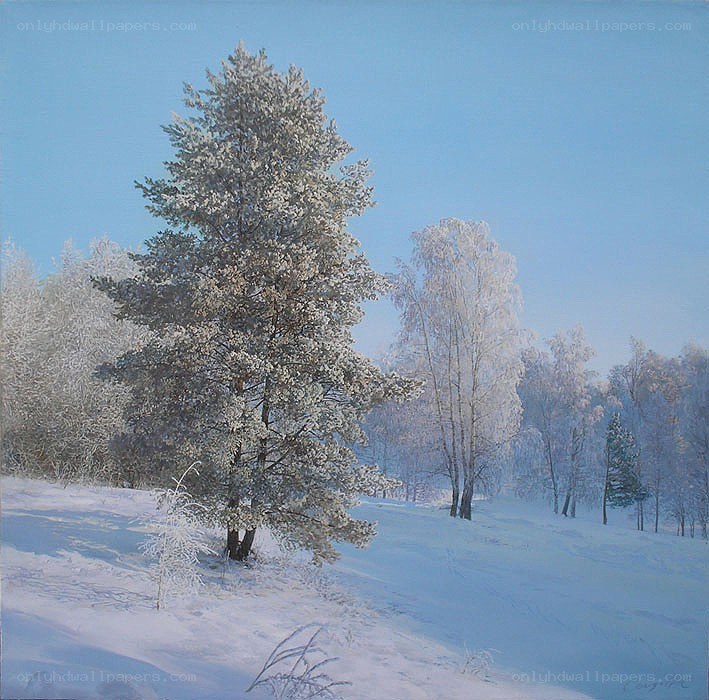 Snowy forest landscape