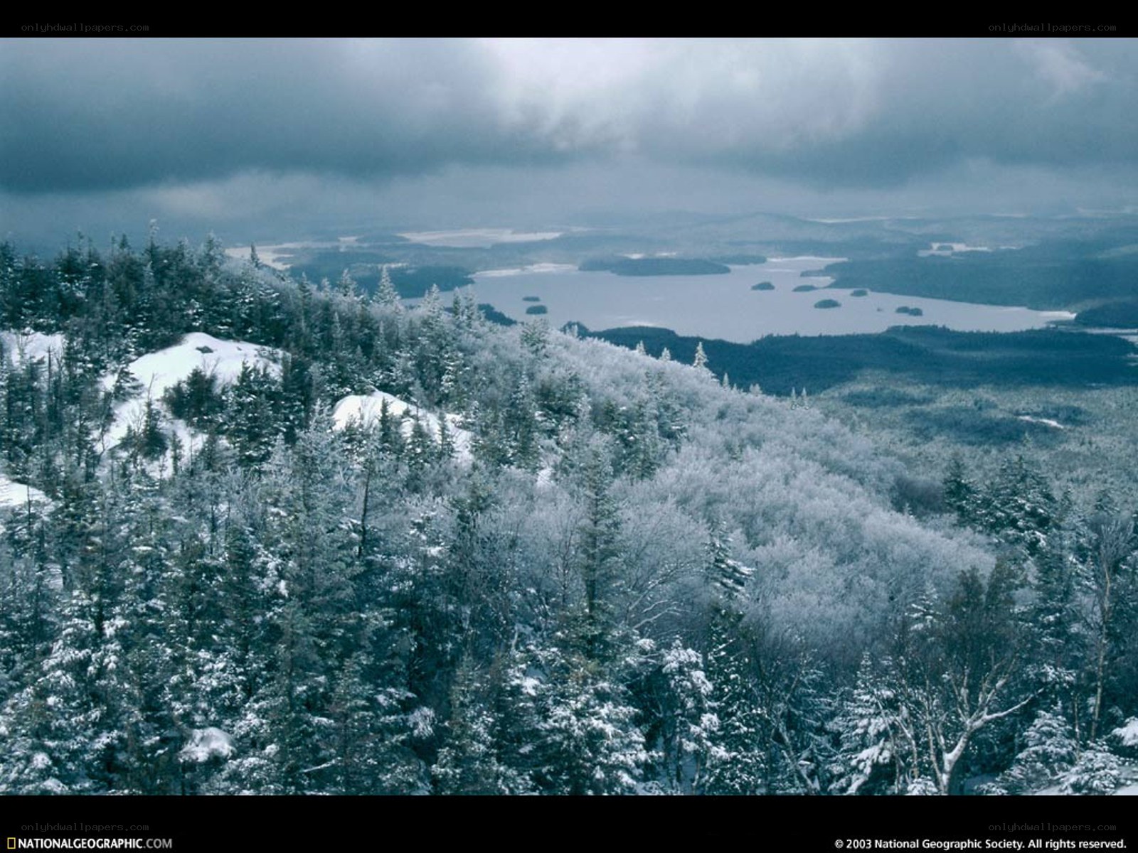 Snowy forest landscape