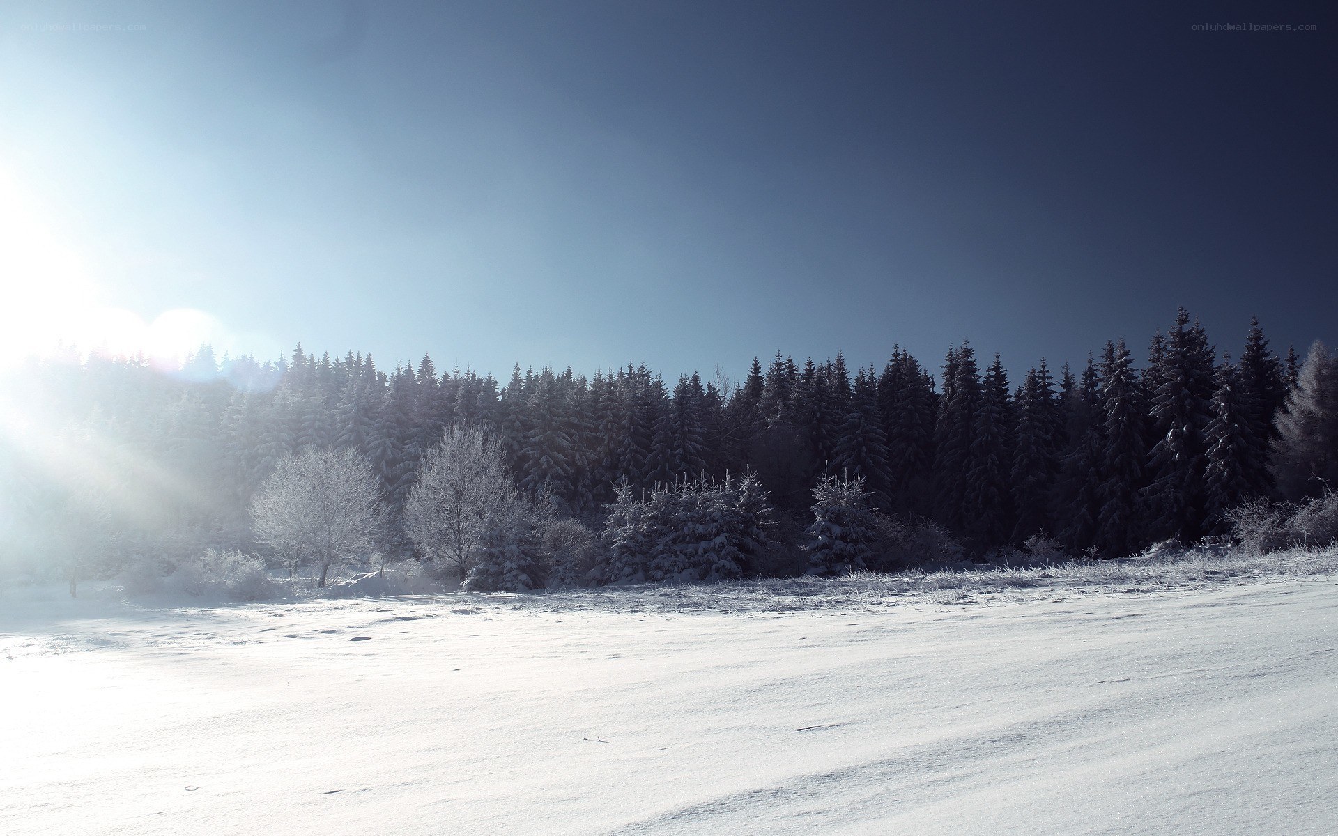 snowy forest landscape