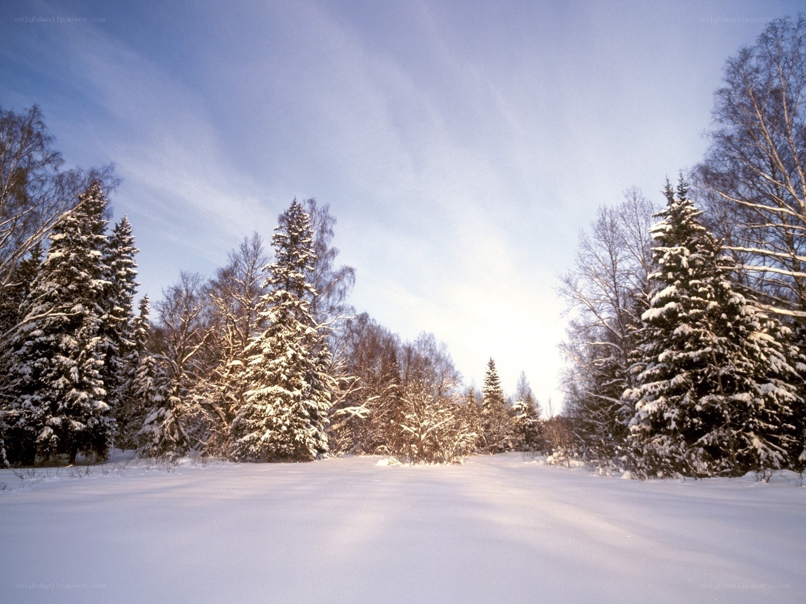 Snowy forest landscape