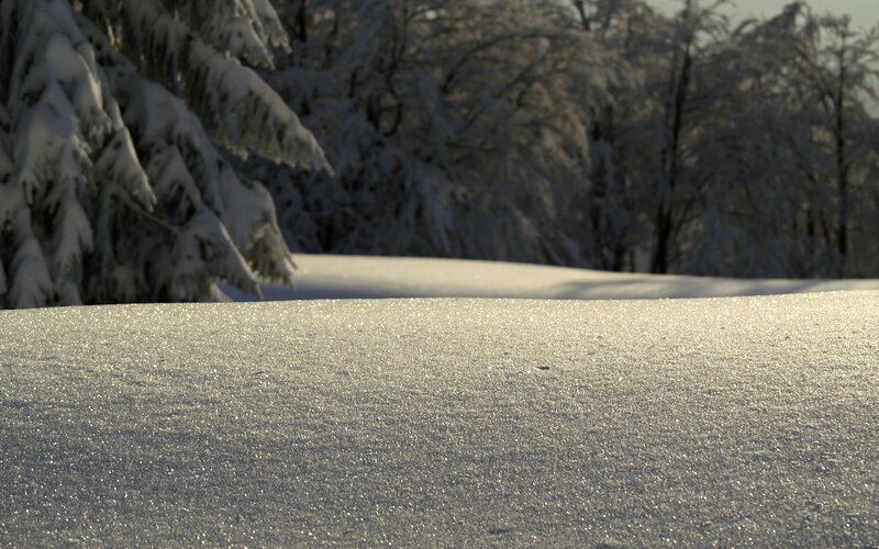 Snowy forest landscape