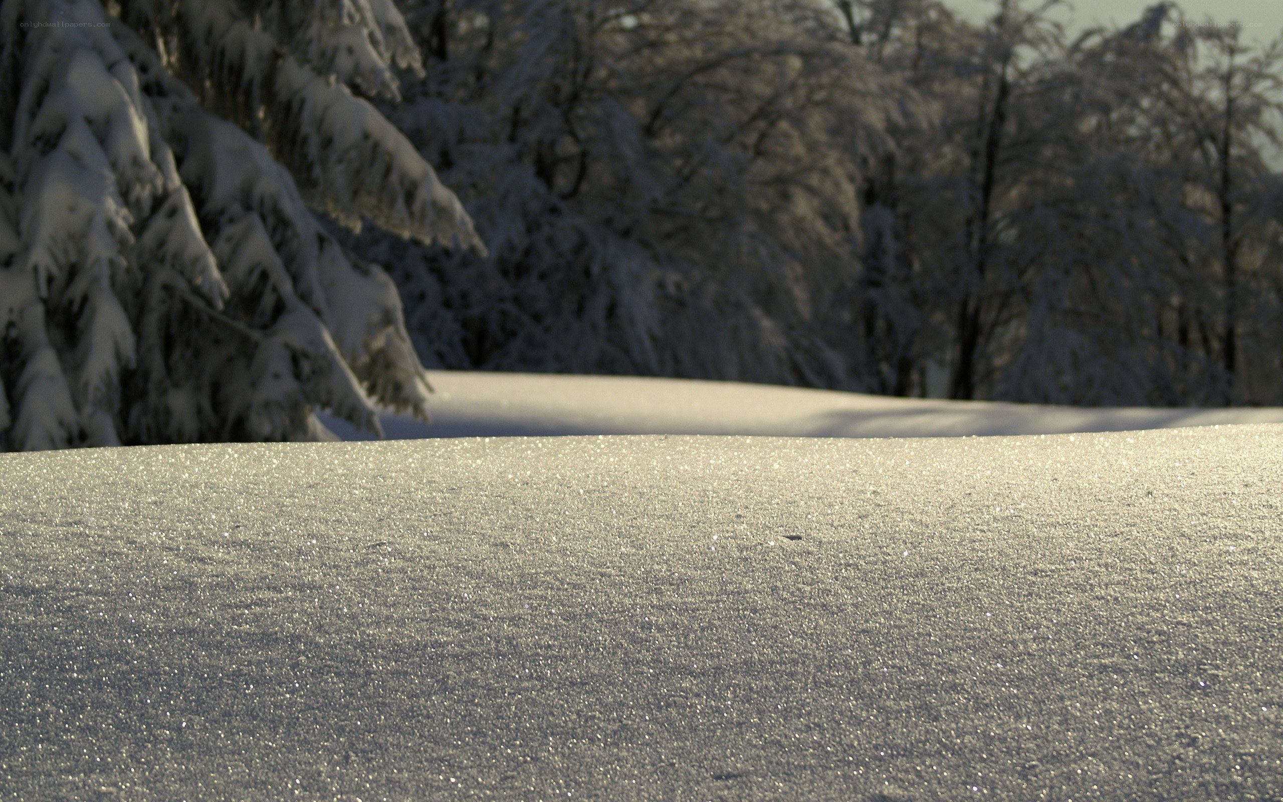 Snowy forest landscape
