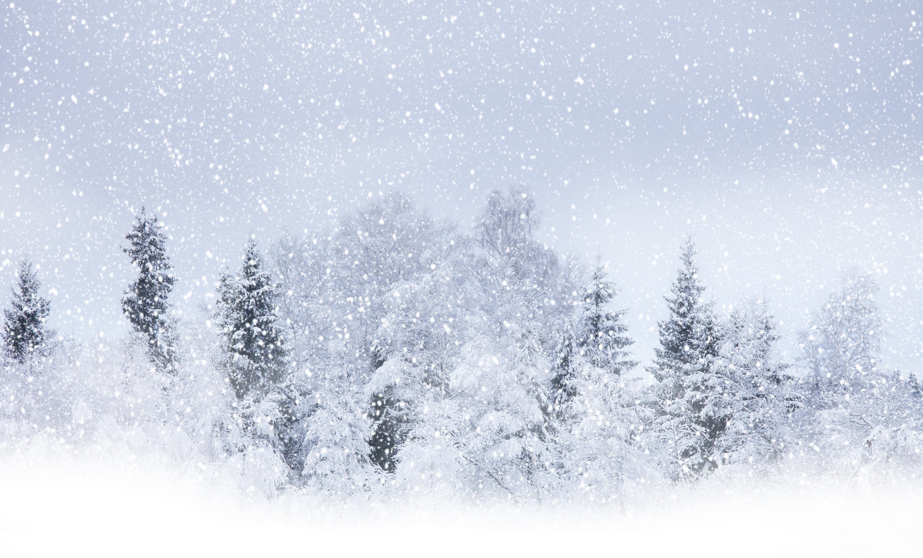 Snowy forest landscape