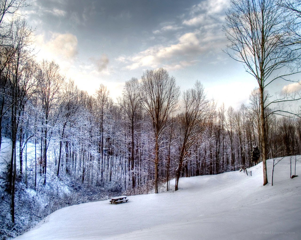 Snowy forest landscape