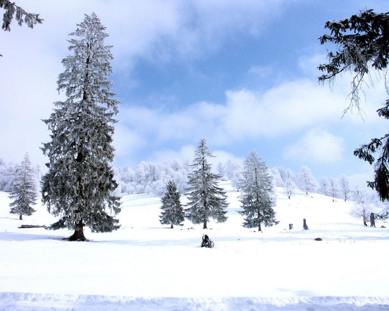 Snowy forest landscape